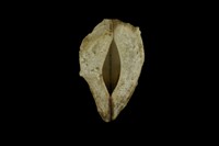藏品(臺灣魁蛤)的圖片